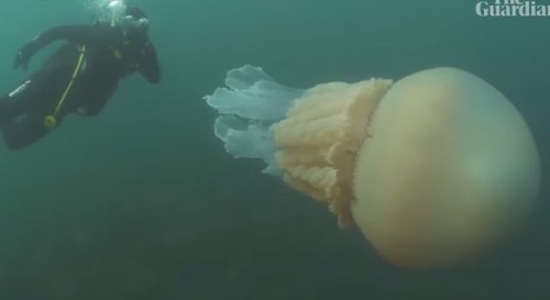 VIDEO Potápačom v Anglicku
