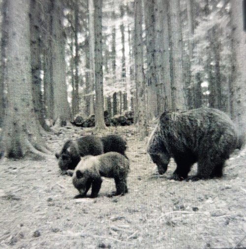 Medvedia rodinka na Hornom Považí.