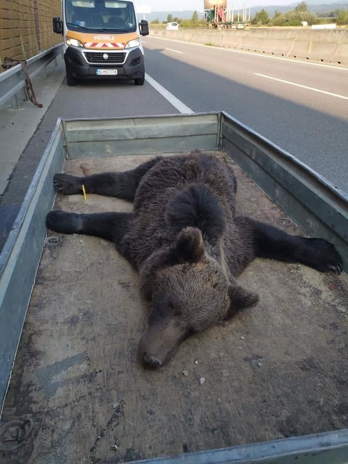 Telo medveďa bolo nájdené