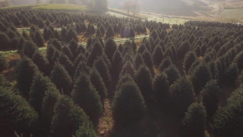 Živé vianočné stromčeky ničia