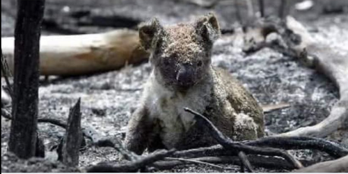Austrálii hrozí katastrofa: Vyhorené