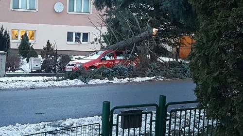 Na snímke od čitateľa je spadnutý strom v obci Predajná, okres Brezno.