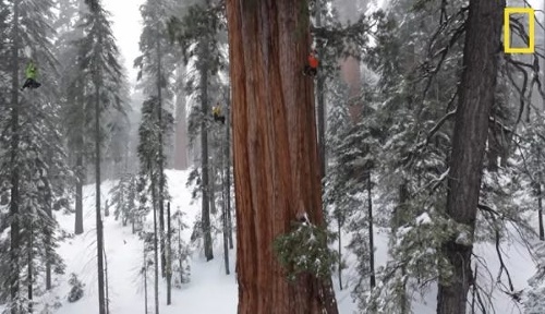 VIDEO Strom starý 3200