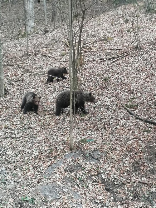 Medvedia rodinka na výlete.