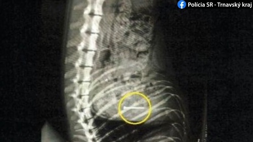 Na röntgenovej snímke klinec v žalúdku psa