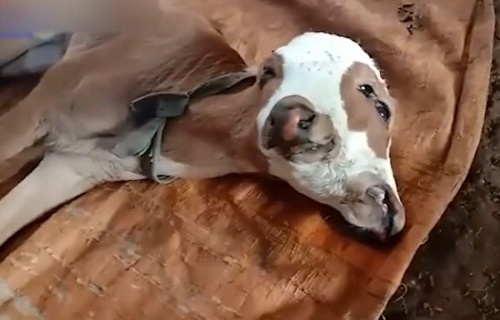 VIDEO Na farme sa