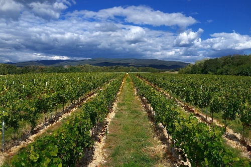 Vďaka Lidlu sa slovenskí