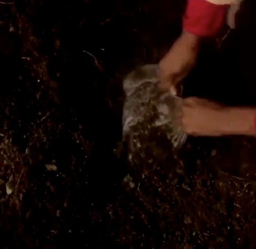 Azealia Banks zverejnila zábery, ako ostatky svojho kocúra vykopáva zo zeme. 