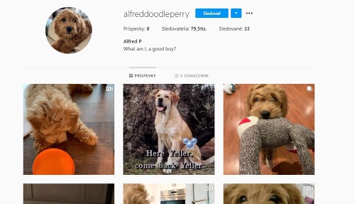 Perryho pes má vlastný Instagramový účet.