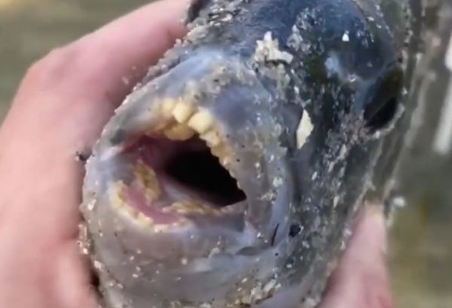 VIDEO Rybár ulovil tú