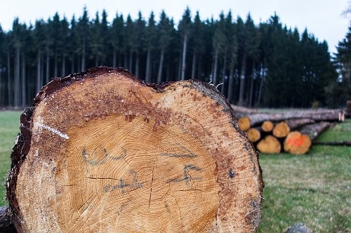 Vedci skúmali letokruhy stromov,