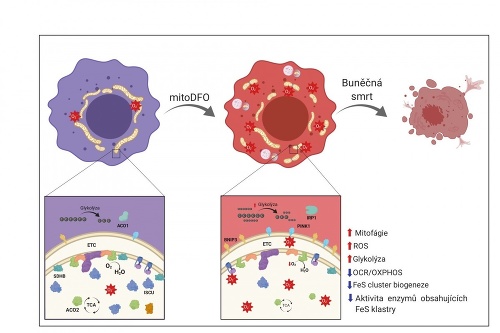 Schéma pôsobenia mitochondriálne cieleného deferoxamínu na nádorové bunky