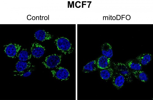 Fragmentácia mitochondrií a ich pohyb smerom k bunkovej periférii