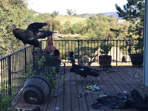 Kondor kalifornský môže vážiť