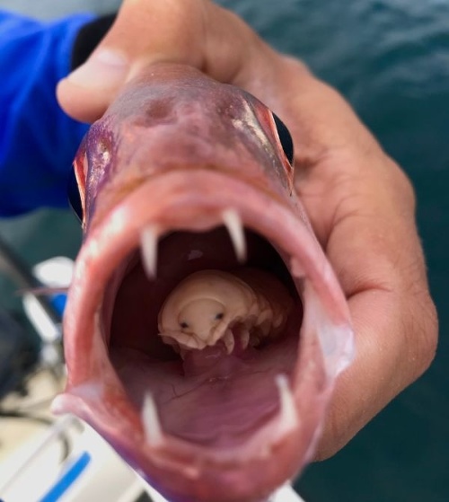 FOTO Rybár ulovil čudnú
