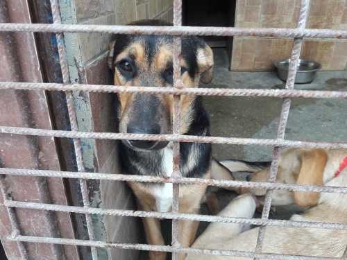 Vyhlásenie slovenských útulkov