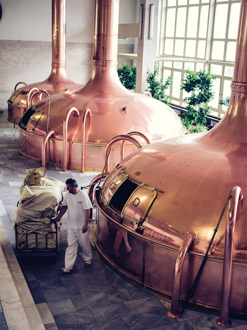 V Budějovickom Budvare sa do varní sypú celé hlávky žateckého chmeľu a výhradne ručne