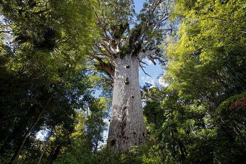 strom kauri, Nový Zéland