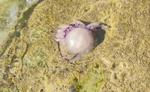 Medúza pri pobreží Jadranského mora.