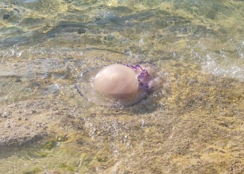 Medúza sa pokúša vrátiť do mora.