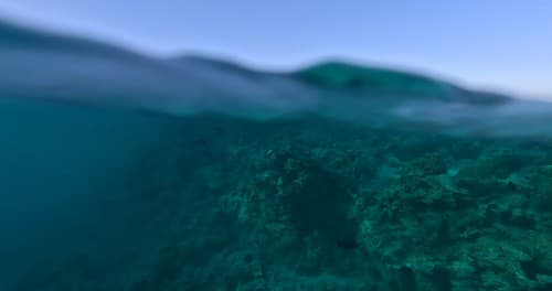 Podmorský život v Červenom mori