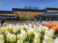 Keukenhof: Záhrada Európy, ktorej kraľujú tulipány