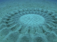 Tajomný útvar na dne mora: Dokonalé kruhové obrazce vytvára len jediný tvor