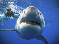 Zákerní vrahovia či obete filmového priemyslu: 7 najšokujúcejších útokov veľkého bieleho žraloka