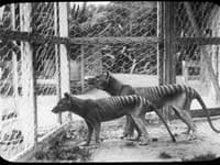Smutné výročie: Pred 85 rokmi vyhynul prekrásny tasmánsky tiger (VIDEO)