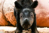 Úžasné VIDEO zázraku zrodenia: Malý nosorožec je nádejou pre celý ohrozený druh