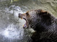 Ako prežiť stretnutie s medveďom: Odborníci radia dodržiavať tieto pravidlá