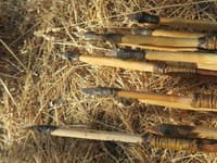 Vedci prekvapujú: Už prví ľudia v Európe lovili lukom a šípmi
