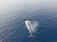 Neuveriteľné VIDEO z Chorvátska: V blízkosti obľúbeného ostrova šantila desiatka veľrýb