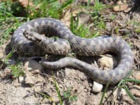 Na Slovensku žije jedovatý had: Tieto informácie vám môžu zachrániť život