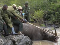 Krutý ústupok pytliakom: Veterinári odrezávajú nosorožcom rohy, aby ich zachránili