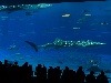 Okinawa Churaumi Aquarium, Japonsko
