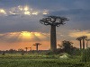 Avenue baobabov, Madagaskar 