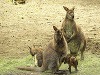 Mláďa kengury červenokrkej