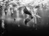 Whale Whisperers - Šepkajúce