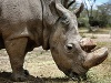 Sudán, posledný samec nosorožca