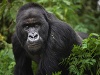 Gorily v Rwande