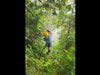 Neuveriteľné VIDEO z pralesa: