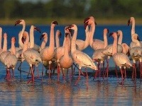 V Lake Nakuru sídli cez milión plameniakov.