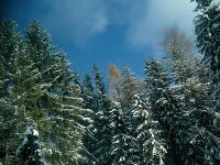 Štrbské pleso