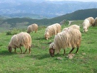 Národný park Picos de Europa, Španielsko