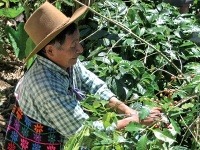 Domáci obyvatelia Guatemaly