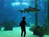 oceanárium v Lisabone, Portugalsko