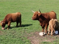 Zoo farma Modrová hostí aj highlandské kravy