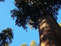 Národný park Sequoia, USA