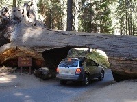 Národný park Sequoia, USA